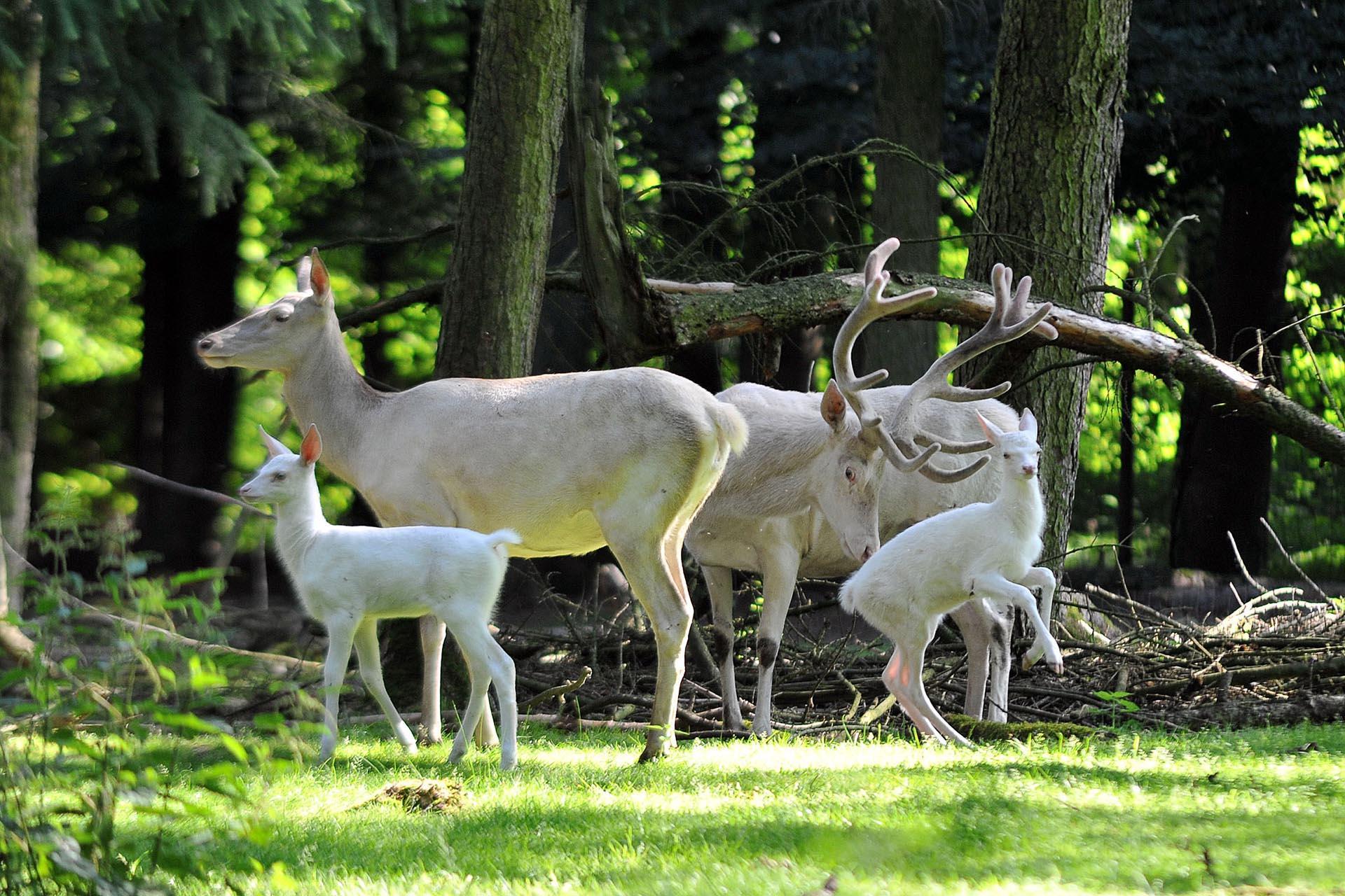 Wildpark Gangelt
